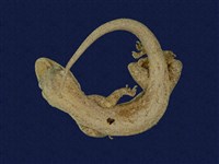 藏品(蝎虎)的圖片